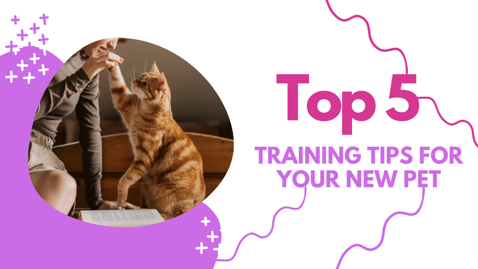 Top 5 Training Tips for Your New Pet – The Vet On Main